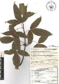 Bursera kerberi image