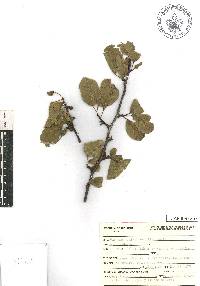 Bursera schlechtendalii image