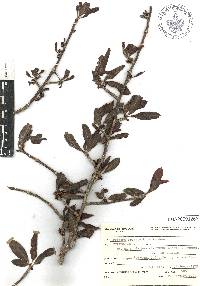 Bursera crenata image