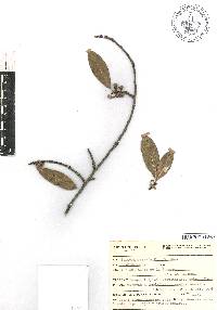 Bursera crenata image