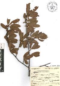 Bursera crenata image