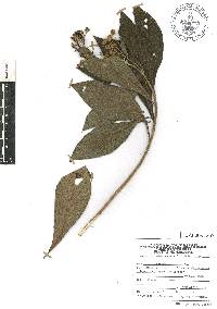 Verbesina angustifolia image