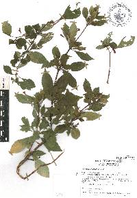 Fuchsia cylindracea image