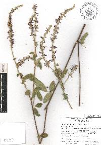 Desmodium plicatum image