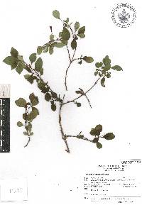 Fuchsia cylindracea image