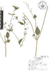 Galinsoga parviflora image