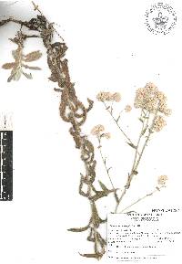 Pseudognaphalium oxyphyllum image