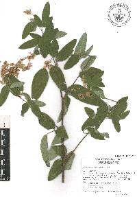 Desmodium cordistipulum image