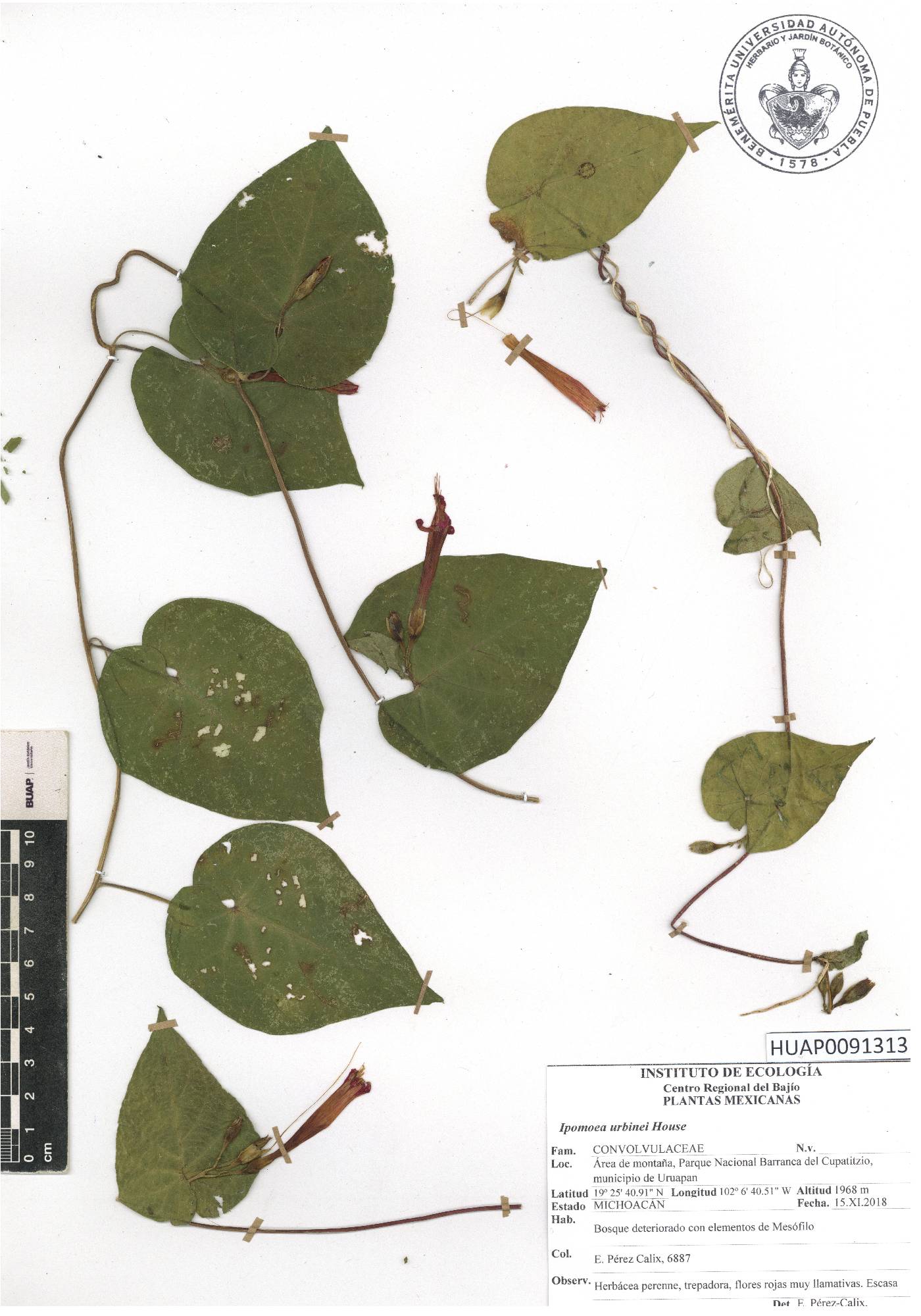 Ipomoea urbinei image