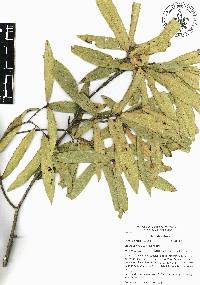 Quercus iltisii image