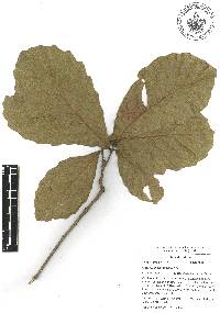 Quercus magnoliifolia image