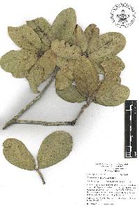 Quercus mexiae image