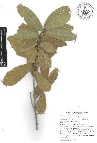 Quercus aristata image