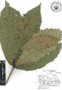 Quercus uxoris image