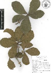 Quercus magnoliifolia image