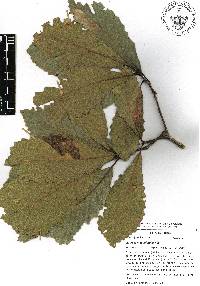 Quercus magnoliifolia image