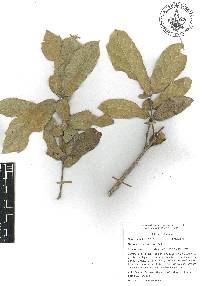 Quercus aristata image