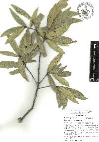 Quercus iltisii image