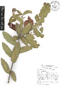 Quercus aristata image