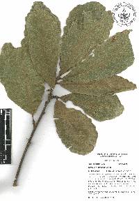 Quercus magnoliifolia image