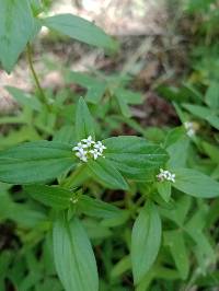 Crusea longiflora image