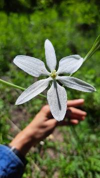 Milla biflora image