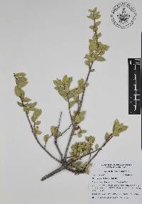 Quercus ajoensis image