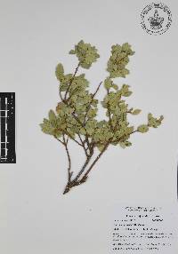 Quercus ajoensis image