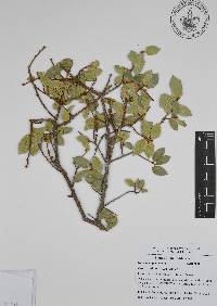 Quercus ajoensis image