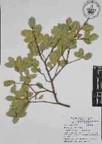 Quercus ajoensis image