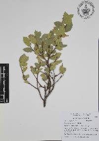 Quercus ajoensis image