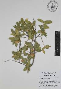 Quercus ajoensis image