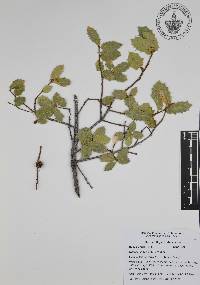 Quercus ajoensis image