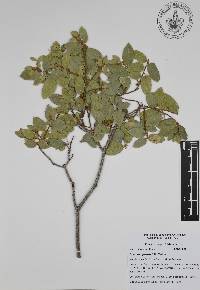 Quercus ajoensis image