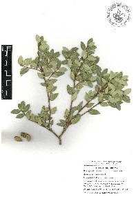 Quercus cedrosensis image