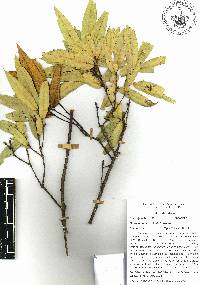 Quercus cualensis image