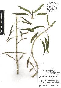 Bryophyllum daigremontianum image