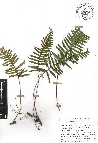 Pleopeltis madrensis image