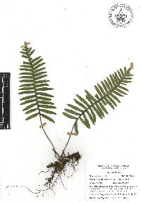 Pleopeltis madrensis image