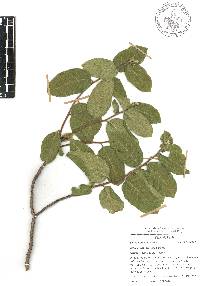 Rhus standleyi image