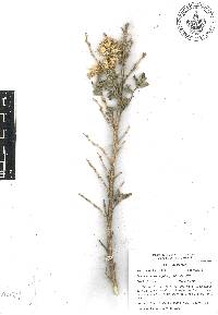 Brickellia veronicifolia image