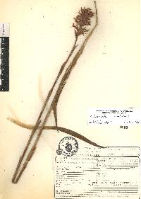 Dichromanthus cinnabarinus image