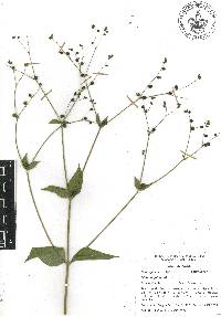 Milleria quinqueflora image