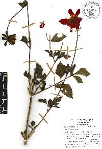 Dahlia coccinea image