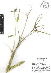 Euphorbia cyathophora image