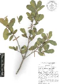 Quercus laceyi image