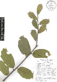 Quercus laceyi image