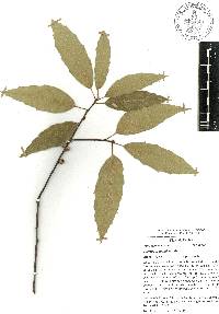 Quercus acutifolia image