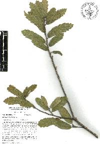 Quercus deserticola image