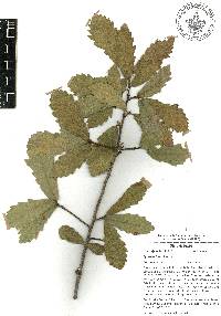 Quercus laeta image